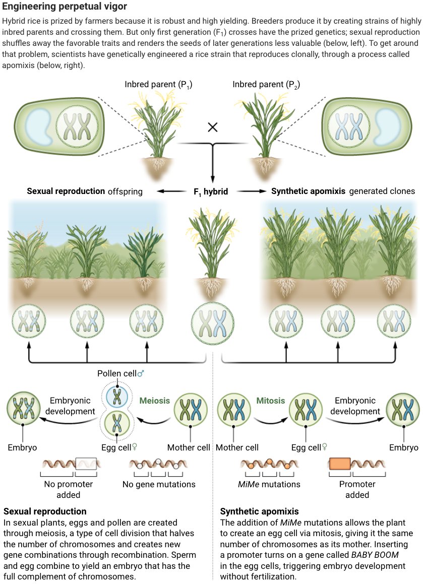 ScienceMagazine's tweet image. Researchers are closing in on the long-sought goal of creating high-yielding hybrid crops that can be propagated indefinitely, without sex.

Learn more in this @NewsfromScience feature: scim.ag/2OX @ScienceVisuals