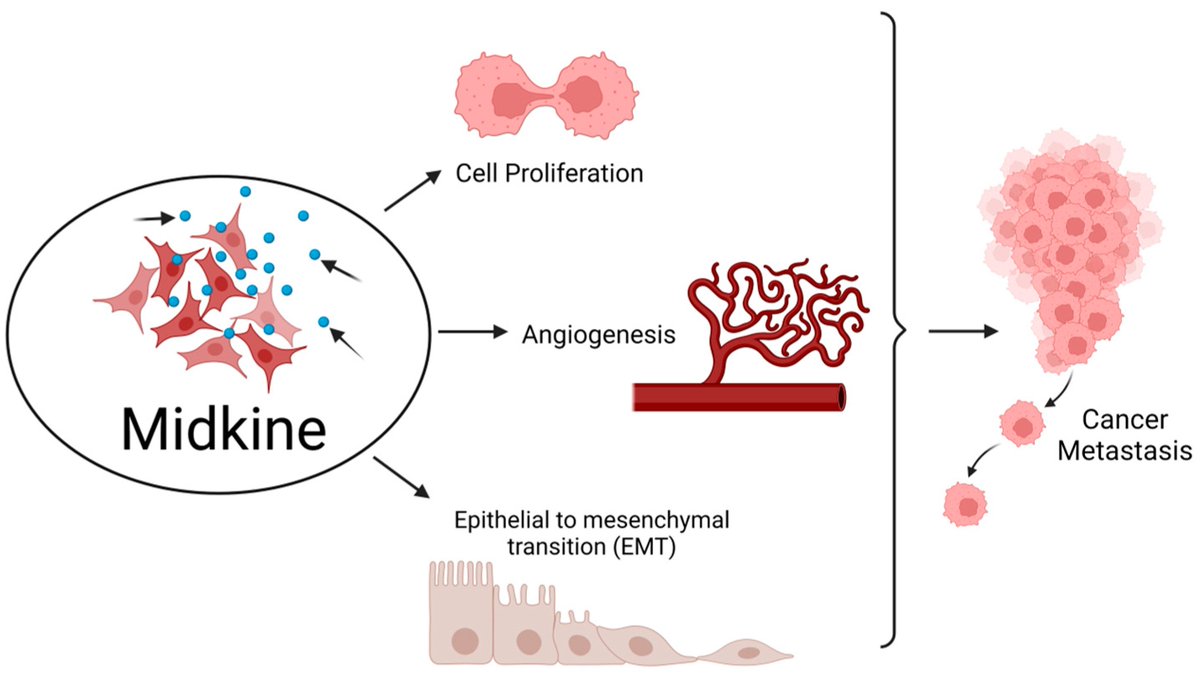 Encyclopedia_X's tweet photo. Role of #Midkine in #CancerDrugResistance

Midkine is a secretory cytokine found in blood, that can be exploited as a potent biomarker for the non-invasive detection of drug resistance expressed in various cancers and, thereby, can be targeted. 

https://t.co/gnyPsNpvoo https://t.co/9cV1XYtk8d