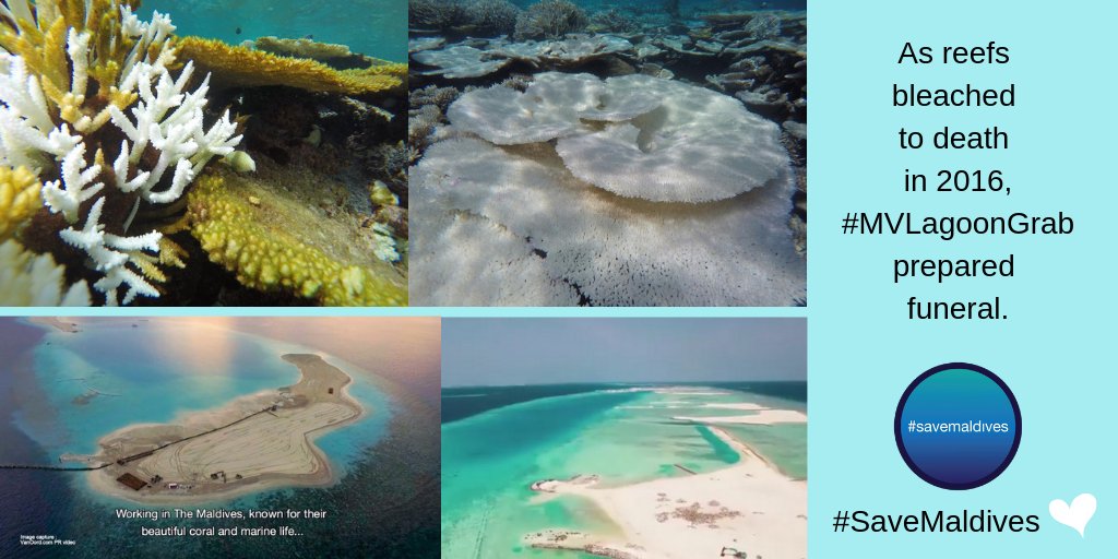 SaveMaldivesMV's tweet photo. @shuibs We know #Dutch #VanOord was here at the height of an El Nino in 2016 to wreak havoc across the #Maldives.
As the corals bleached, they conducted the burial using opportunities available through a #corrupt @governmentmv.
Today they returned to #KillAddu in similar circumstances. https://t.co/eJaWDhlPbD