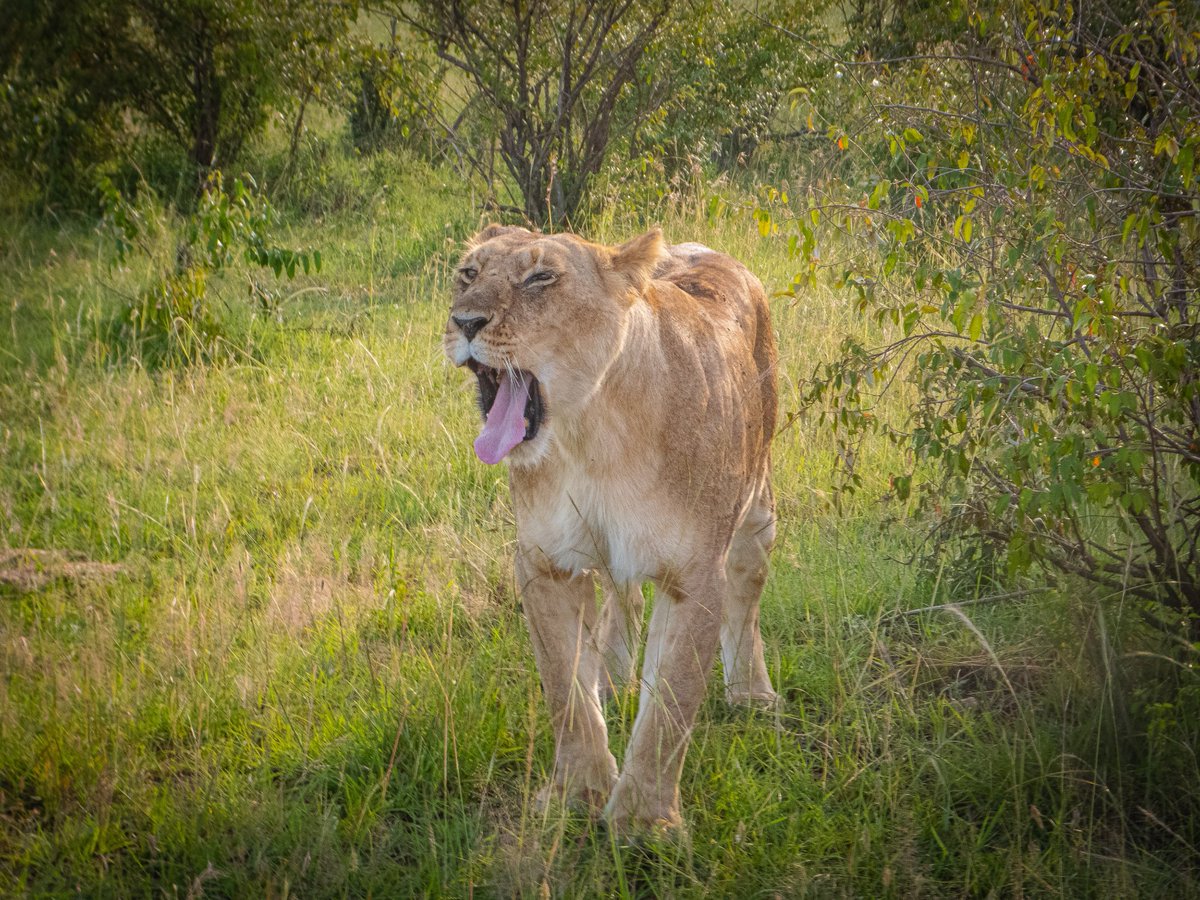 We were lucky to be able to capture these photos of lions them in their natural habitat.
I hope you like it!
#tembeakenya #maasaimara #lions