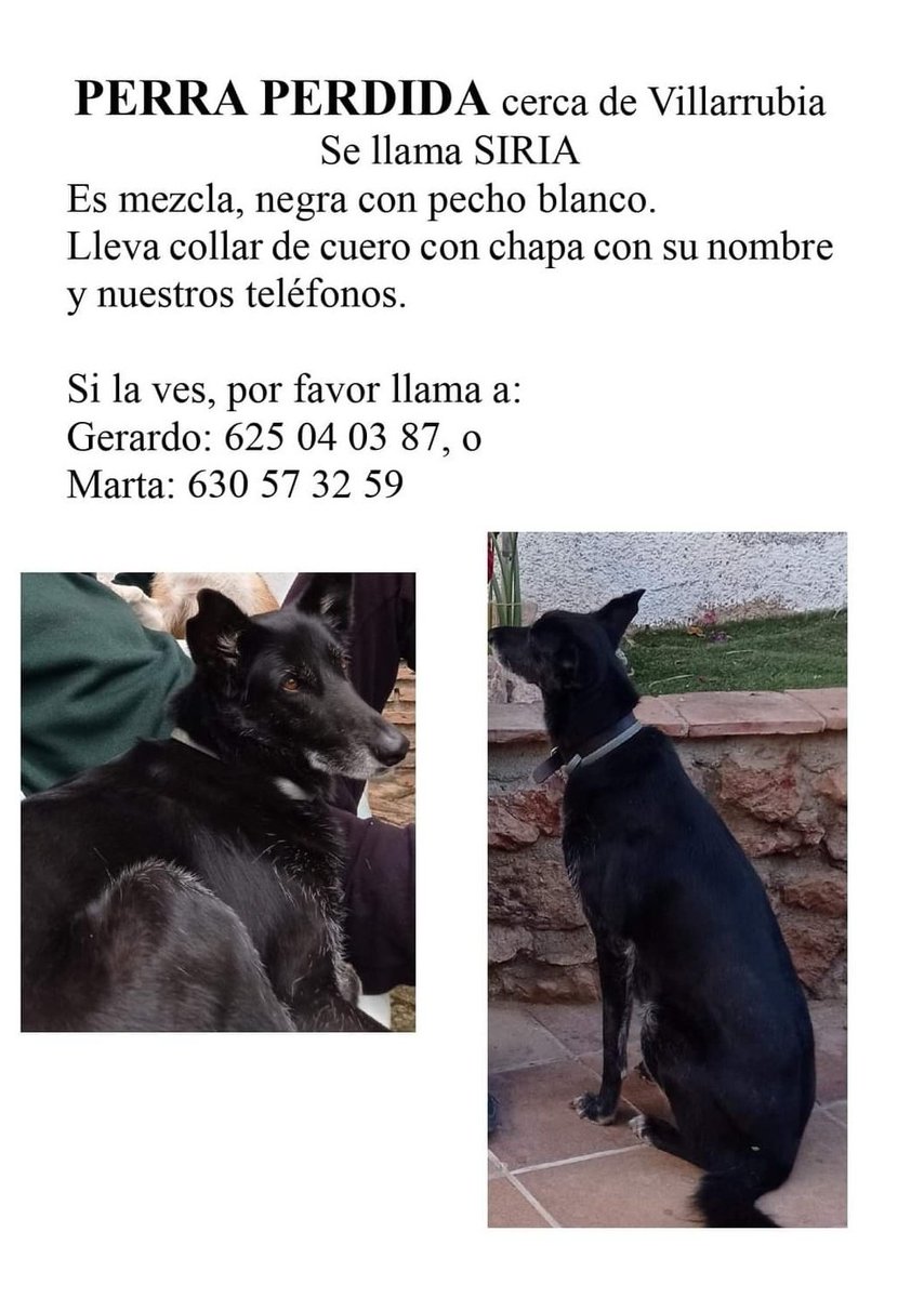 violetasorgin's tweet photo. Siria se ha perdido por Córdoba.

Es una perra negra muy maja, guapa y querida. 😢 https://t.co/i6YDxoGbJJ