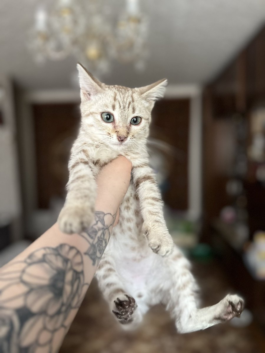 странствующий маг-барахольщик tweet media