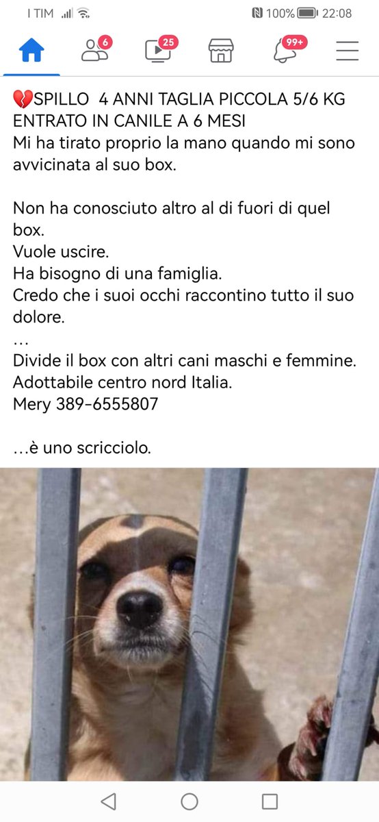 GabriellaBargh1's tweet photo. SPILLO ENTRATO A DUE MESI ORA HA 4 ANNI E ANCORA STA LÌ. NEI SUOI
OCCHI SI VEDE SOLO TRISTEZZA E
DISPERAZIONE. RTRTRT X UNA CASA
SPILLO SE LA MERITA. NESSUNO DEVE MORIRE SOLO IN CANILE. 
😭😭😭😭🙏🌺🍀🥰💔💔💔🐞 https://t.co/jorWdJwwT5