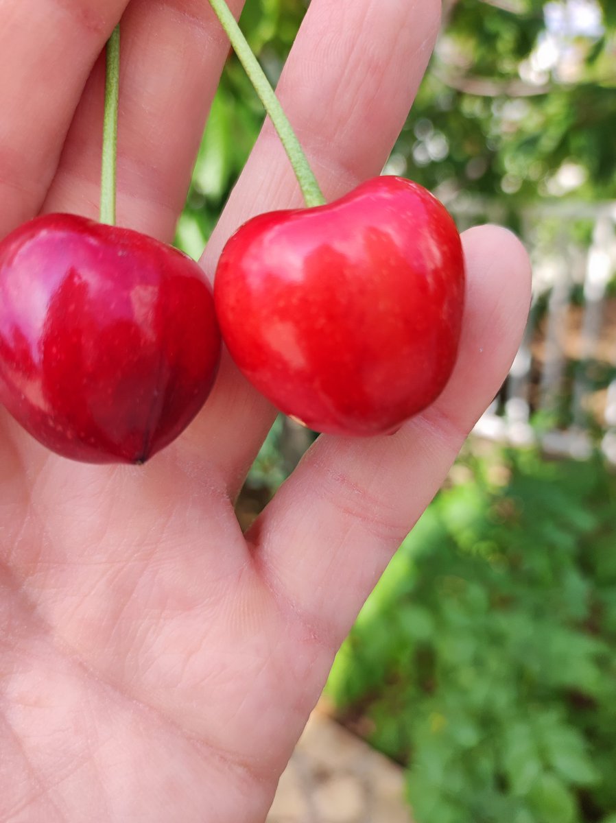 sunnywindylife's tweet photo. Grüße aus dem Garten 🍒💚
#homeiswheremygardenis https://t.co/q29j9isiDs