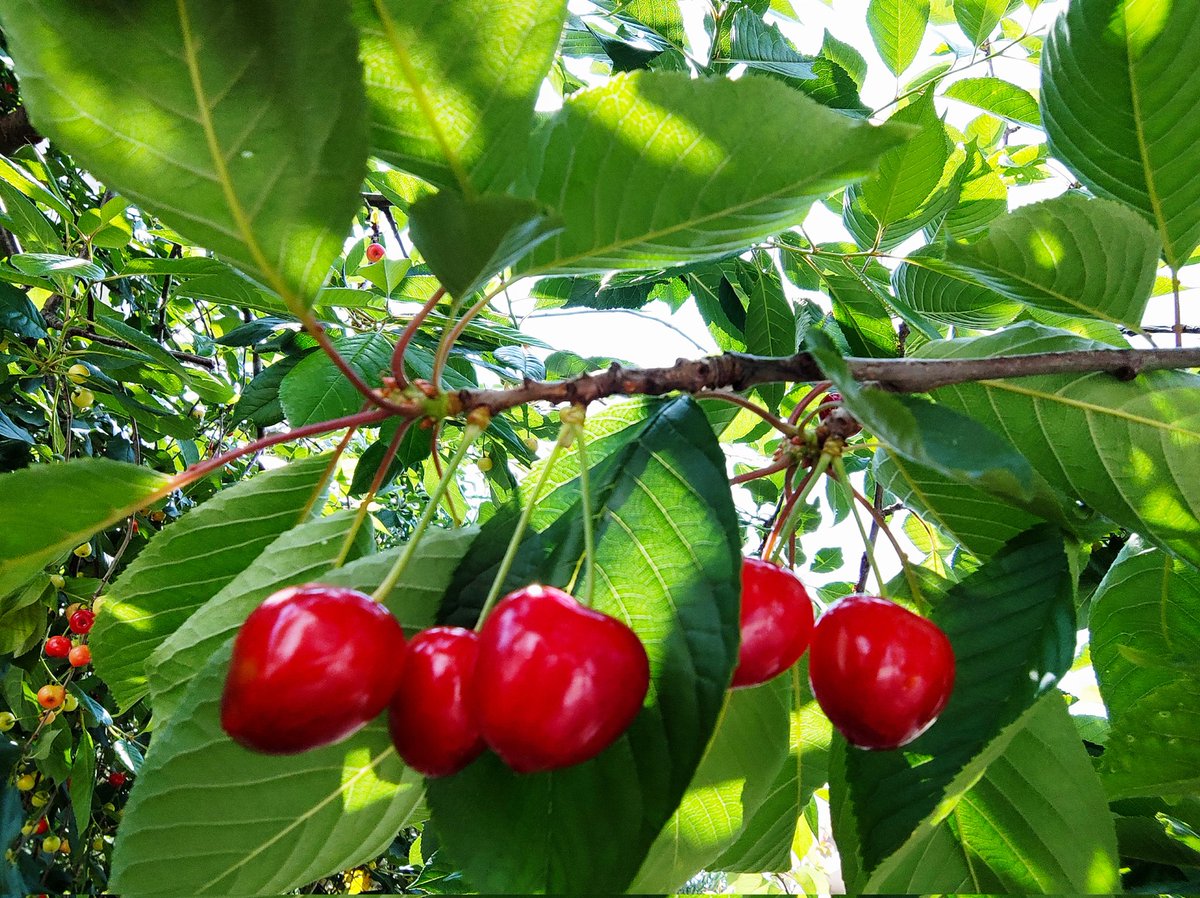 sunnywindylife's tweet photo. Grüße aus dem Garten 🍒💚
#homeiswheremygardenis https://t.co/q29j9isiDs
