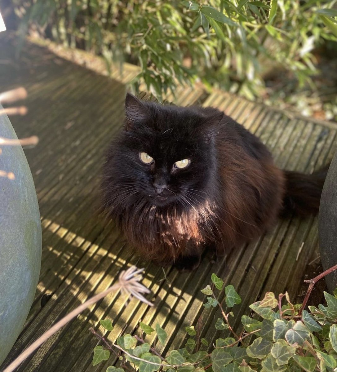 Catastrophes Cats Rescue tweet media