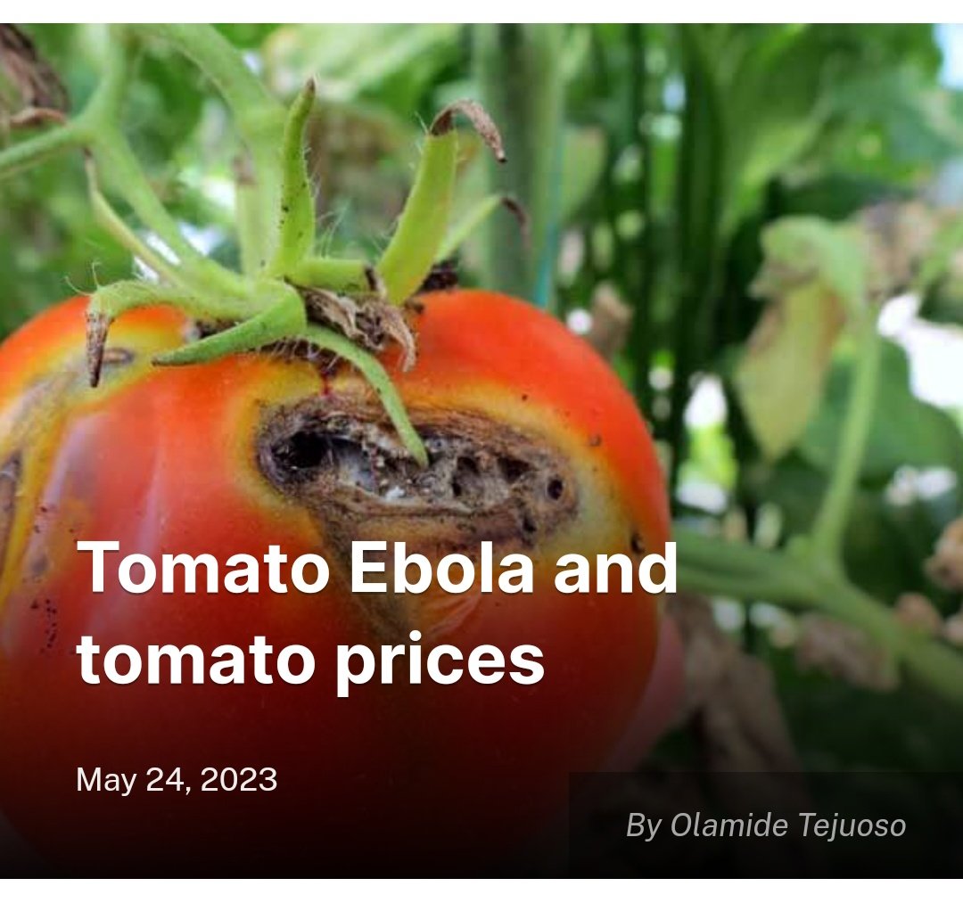 Tomato Ebola and tomato prices

Read more here 👇🏾 farmingfarmersfarms.com/2023/05/24/tom…

#Agriculture #Environment #Entrepreneur #Technology #Farming #Farmers #AgriBusiness #NaijaFarmers #Nigeria #Farms #Insecurity #Tomatoes #Ebola #Health #News #Newspaper #Online #NewsOfTheDay #FoodSecurity