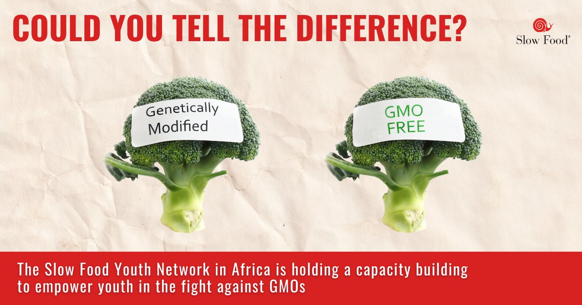 Slow Food (@slowfoodhq) on Twitter photo Can you tell the difference between GM and GMO-free food?
That's why, in a food industry dominated by lobbies, <a href="/sfynafrica/">Slow food Youth Network Africa π π</a> gathered some local agronomists to better understand how to defend themselves against the threat of GMOs to our health and ecosystems. Knowledge is power! Can you tell the difference between GM and GMO-free food?
That's why, in a food industry dominated by lobbies, <a href="/sfynafrica/">Slow food Youth Network Africa π π</a> gathered some local agronomists to better understand how to defend themselves against the threat of GMOs to our health and ecosystems. Knowledge is power!