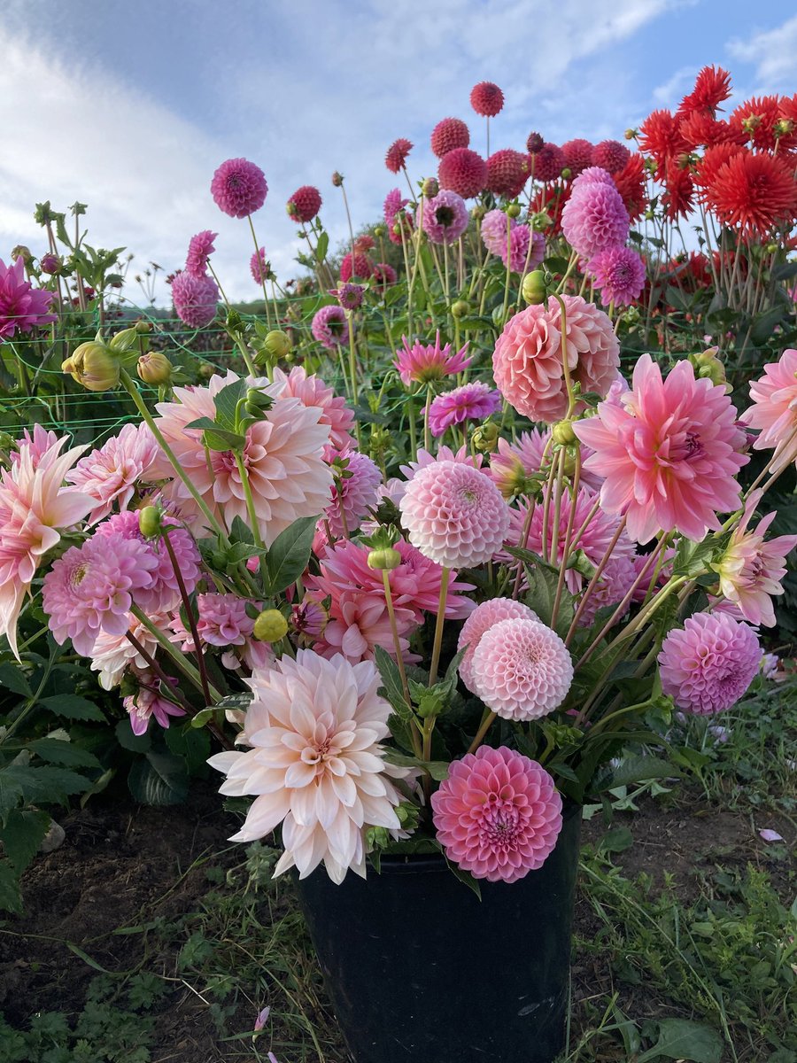 Dorset Dahlias tweet media