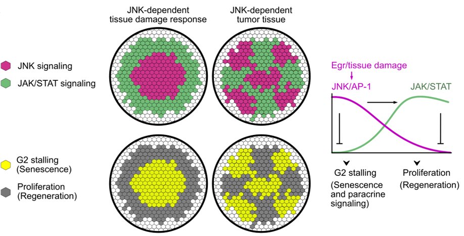 Unveiling Paracrine Organizers in action! Discover how chronic wounds and tumors balance senescent &amp; proliferative responses by avoiding coexistence of JNK/AP-1 &amp; JAK/STAT signaling in Drosophila. Read our latest work for insights into spatial organization.doi.org/10.1371/journa…