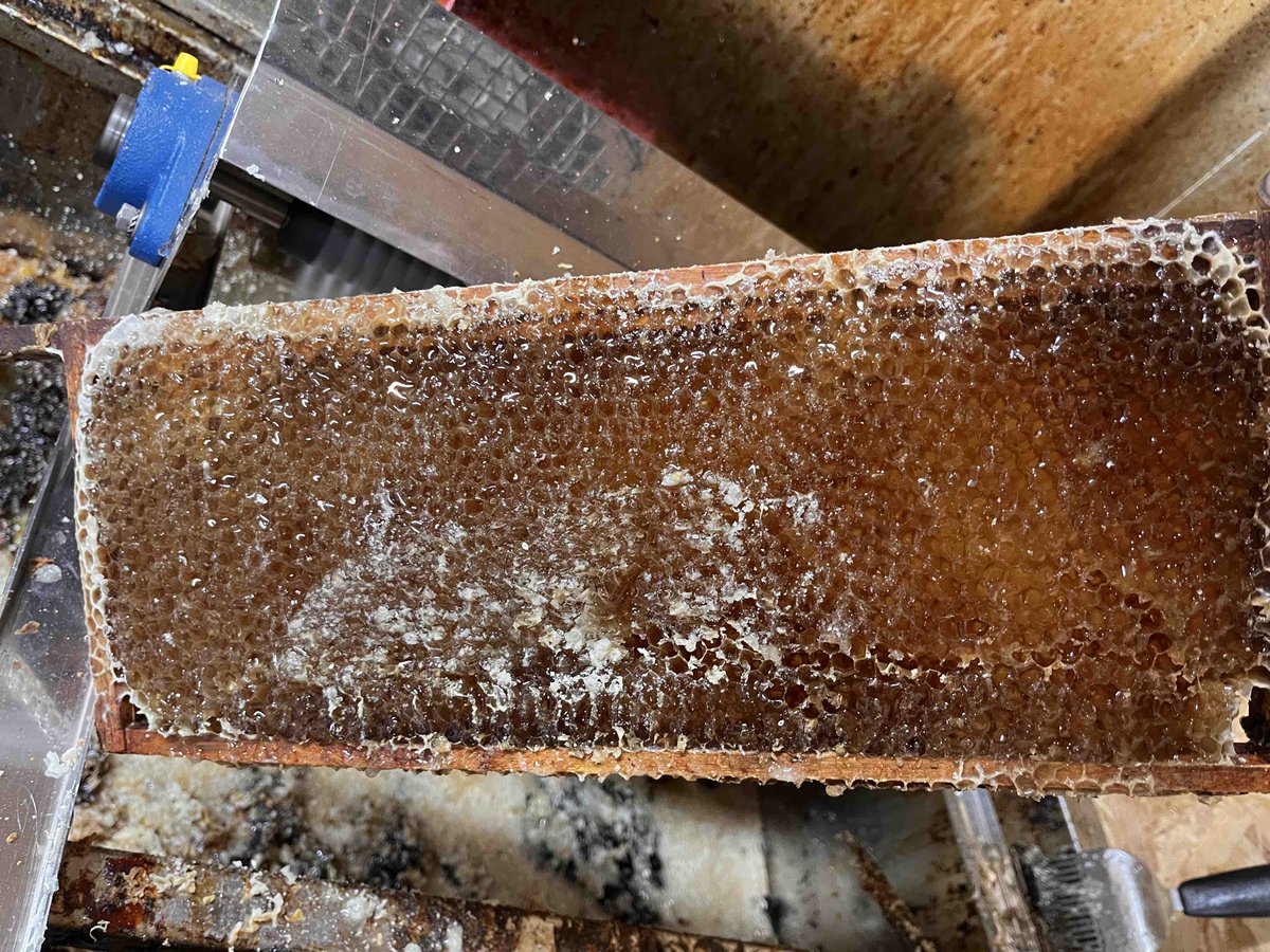 And so it begins, first frame of pure Shropshire honey, this frame of honey was collected within half a mile of the square in Shrewsbury. Notice the difference in colour from the different plants the bees collect nectar from.