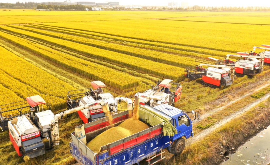 #Taicang has always been a good example for high grain output in #Suzhou👍👍. After improving its farmland infrastructure and establishing mechanized and intelligent farms🥳🥳, its agricultural output has repeatedly hit new highs in recent years📈📈. #HappyCity #DiscoverTaicang