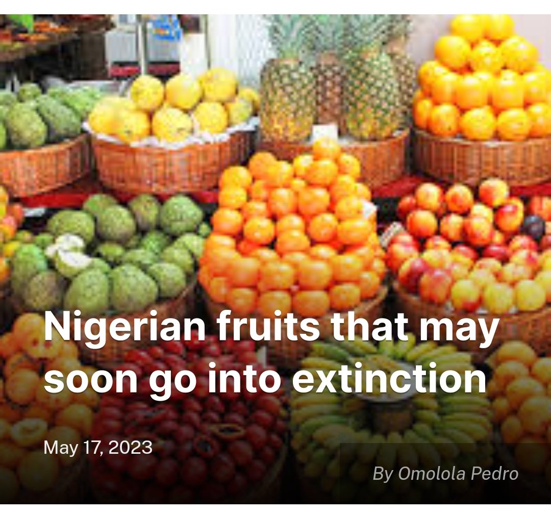 Nigerian fruits that may soon go into extinction

Read more here 👇🏾 farmingfarmersfarms.com/2023/05/17/nig…

#Agriculture #Environment #Entrepreneur #Technology #Farming #Farmers #AgriBusiness #NaijaFarmers #Nigeria #Farms #Fruits #FoodSystems #News #Newspaper #Online #NewsOfTheDay #FoodSecurity