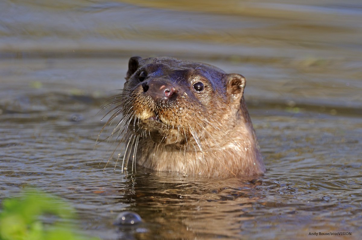 WildlifeTrusts's tweet photo. It's #WorldOtterDay! 🎉 

You may not have seen an otter - but you might have seen the signs! Along riverbanks and waterways, look for five-toed footprints (about 6-7cm long) and droppings, which smell similar to jasmine tea. https://t.co/vx2B3vUcHv https://t.co/S3pBpT4knV