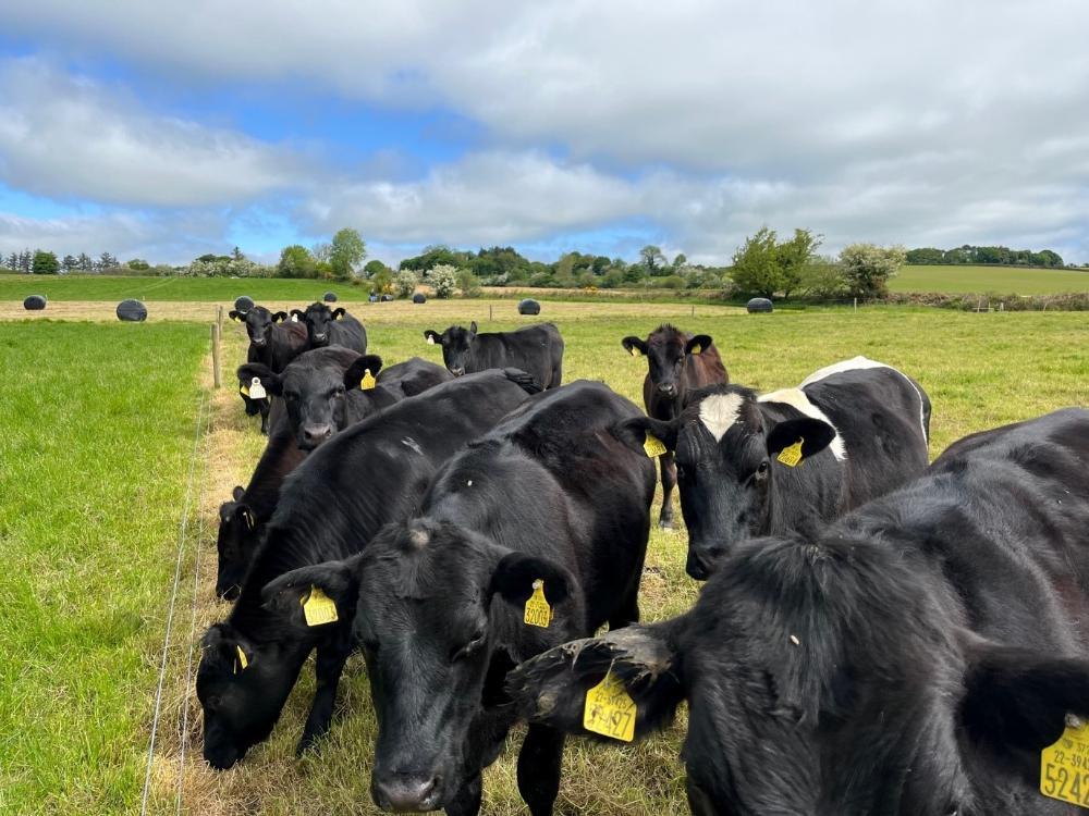 Ed Curtin, Future beef farmer  in North Cork, gives us an update on stock performance and overall grassland management issues for his farm.  See the full update here: https://t.co/R3jepNWSxb https://t.co/jOCGTmo9hr