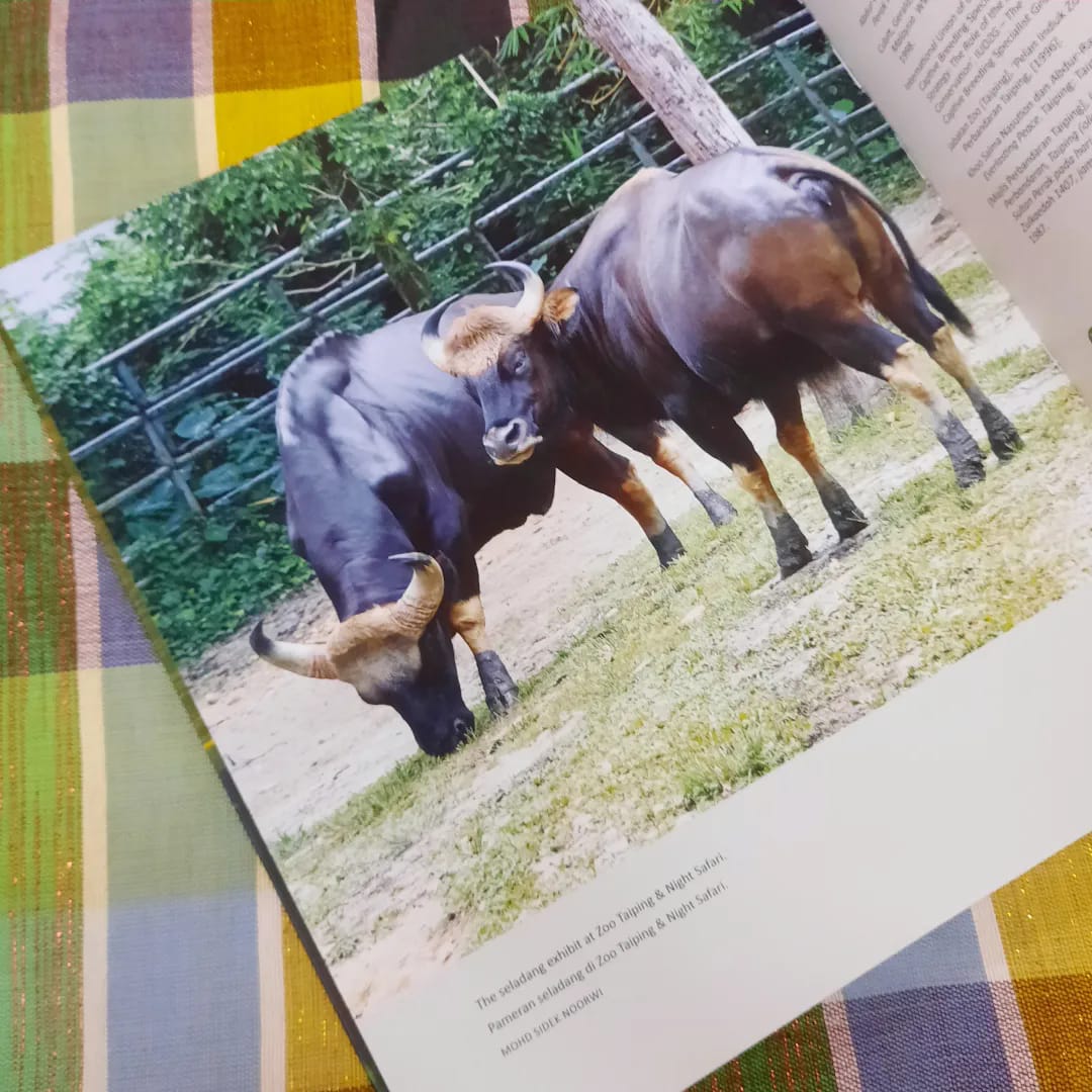 arecabooks's tweet photo. Get a copy of 'Zoo Taiping &amp; Night Safari' at KLIBF now for RM120 (Retail price: RM150) until Sun, 4 June!
Booth no. 3143 | Friday, 26 May to Sunday, 4 June 2023 | 10am-10pm | Dewan Tun Razak 3, WTCKL
#arecabooks #klibf #zoo #taiping #nightsafari #klibf2023 #pbakl #PBAKL2023 https://t.co/n2E22MbmhW
