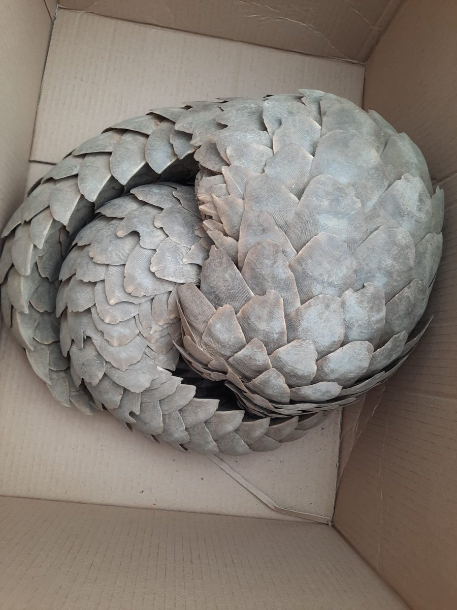 #sapsHAWKS Members of the Hawks’ Serious Organised Crime Investigation arrested four suspects aged between 29 and 45 in Mahikeng on 30 May 2023, following their attempt to sell two Pangolins for R200 000. ML
saps.gov.za/newsroom/msspe…