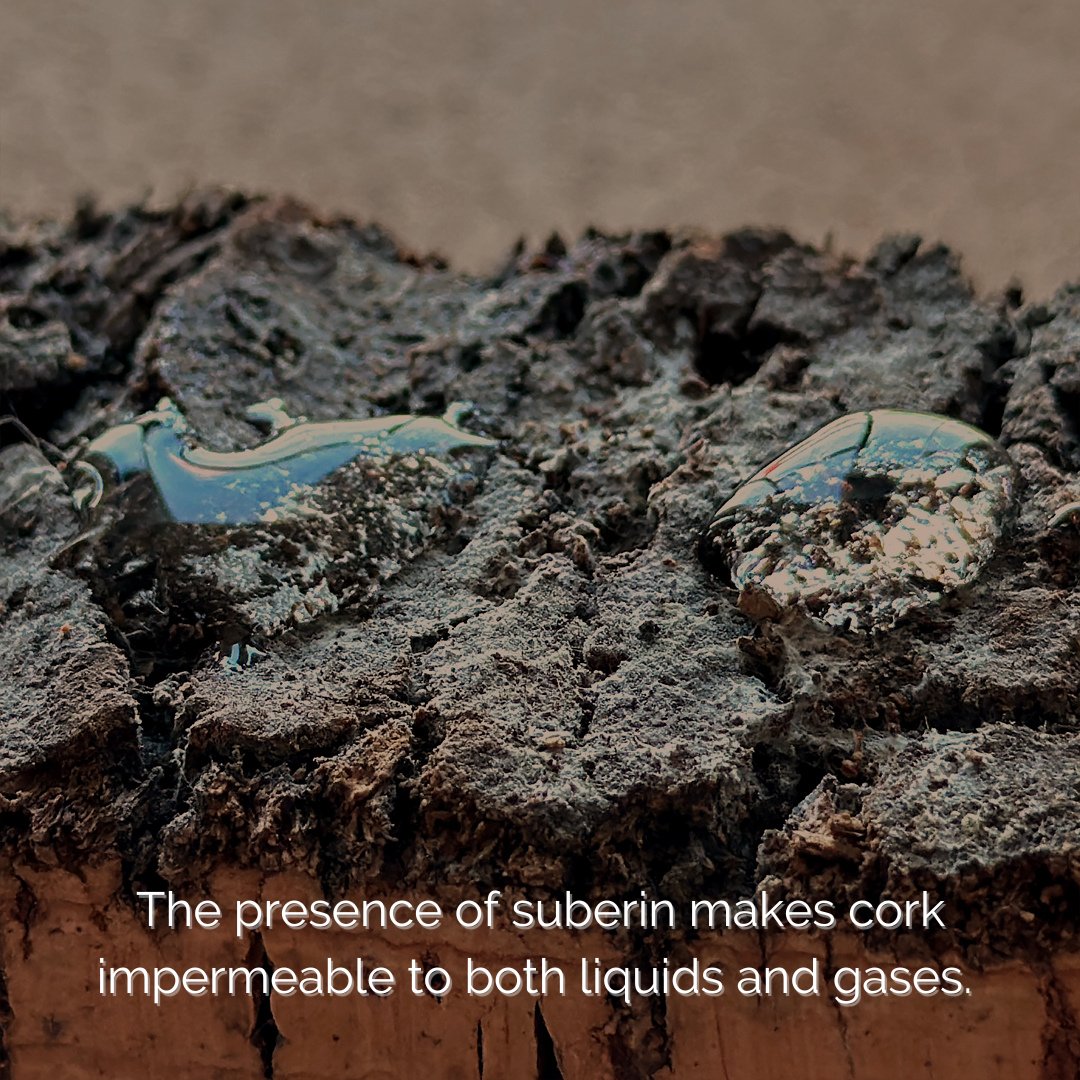 Granorte's tweet photo. The presence of suberin makes cork impermeable to both liquids and gases and as a result, it doesn't mould, staying fresh and looking good for longer!
#granorte #cork #sustainableproducts #madeinportugal https://t.co/RvgjO6ntN0