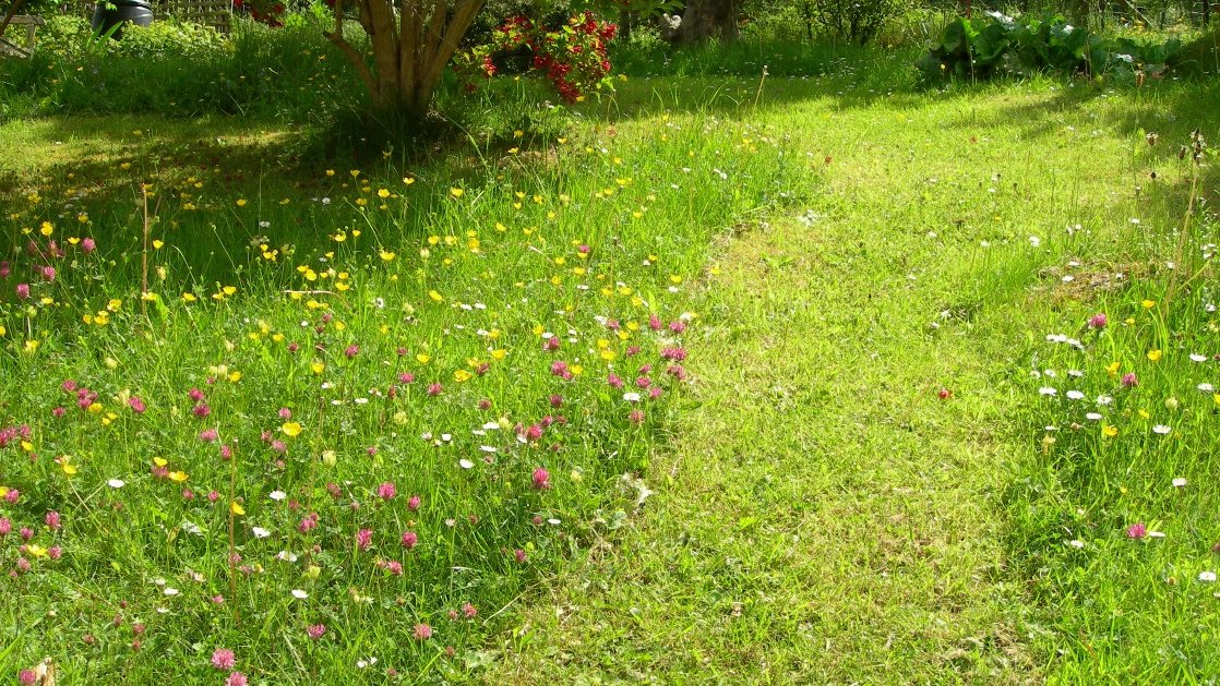 BumblebeeTrust's tweet image. Today may be the last day of #NoMowMay, but bumblebees and other pollinators still need your help! 🙏

Here is your mission for June (if you choose to accept it) 😉 

#LetItBloomJune @Love_plants 

1/5