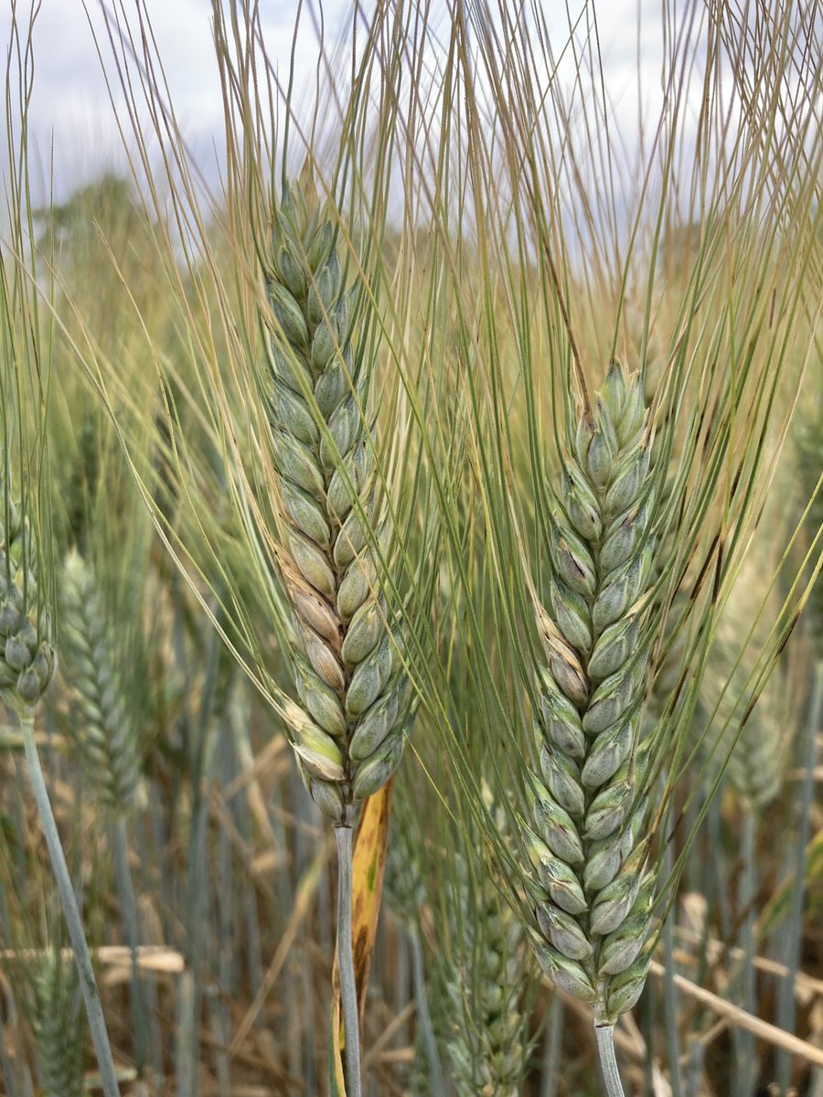 Avec la pluie lors de la floraison, c’était à craindre… #fusariose #bledur