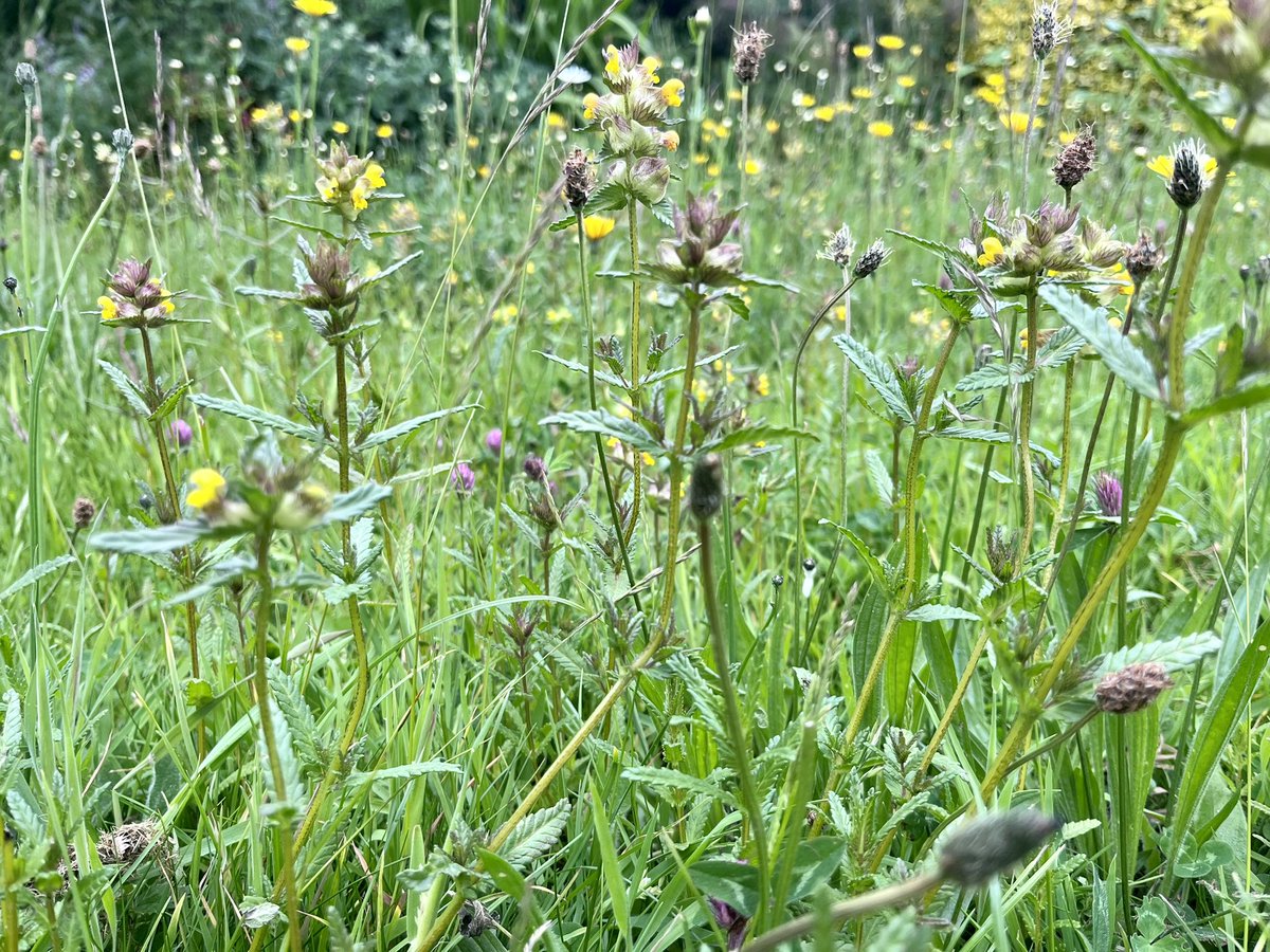 Mightychub's tweet photo. As #nomowmay ends itβs #letitbloominjune #nomowsummer as the Yellow Rattle gets into gear in the #minimeadows #gardenforwildlife @GWmag @Love_plants @DerbysWildlife @DerbyshireFlora https://t.co/cPY8gGdoxa
