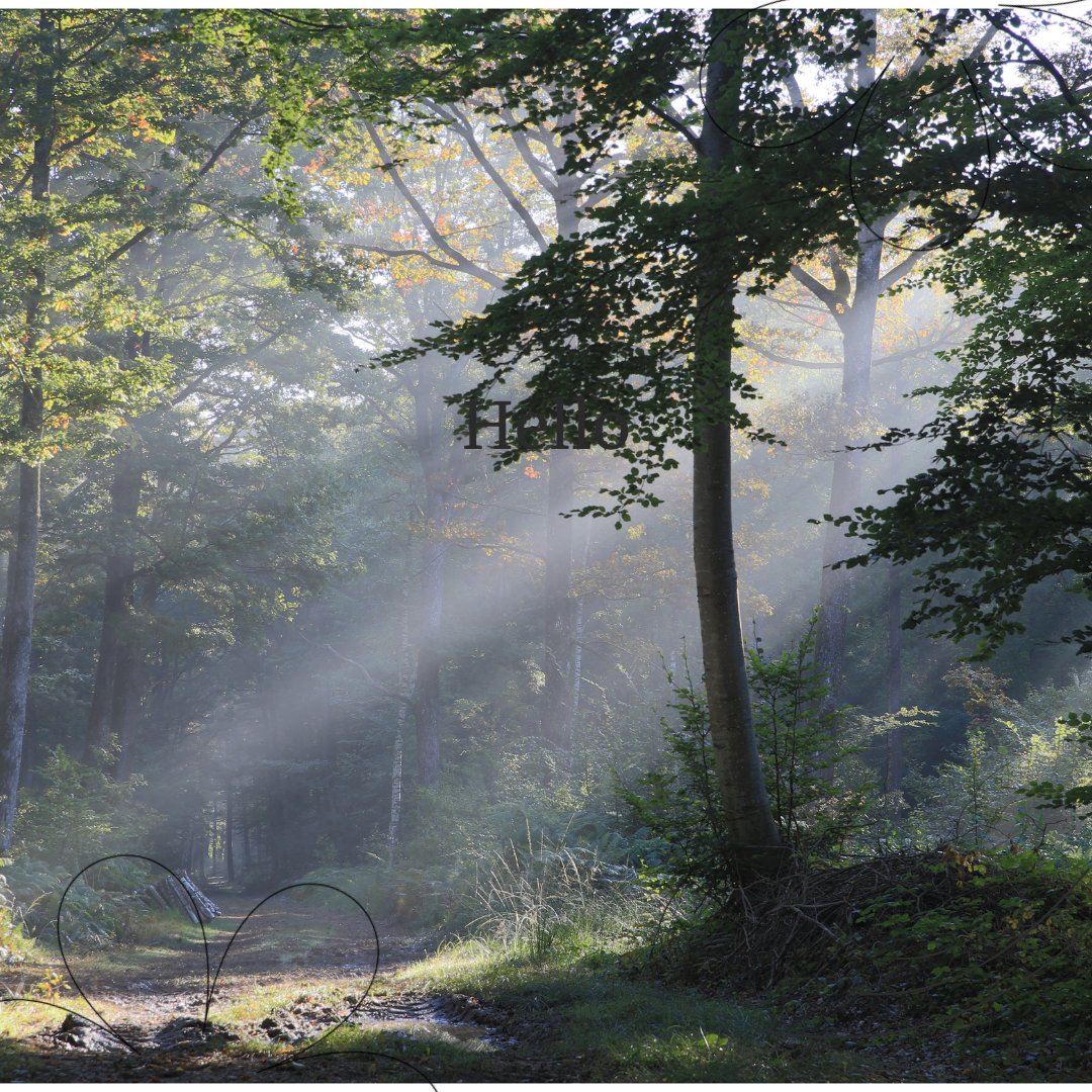 “Nothing can befall me... which nature cannot repair.”
Ralph Waldo Emerson, 'Nature'
#foresttherapy #natureishealth #shinrinyoku #inmynature #natureforall #natureheals