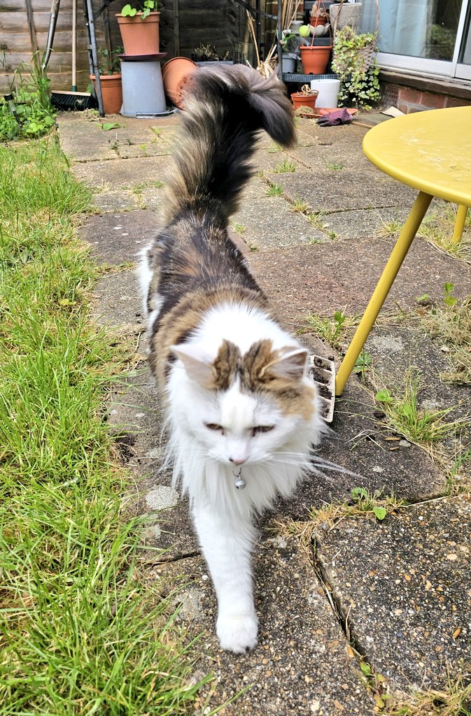 Sassitude in the #Queendom 👑👑👑
Striding into #whiskerswednesday like the #GirlBoss I am 😻👑❤️🐾
#CatsOfTwitter #Hedgewatch #QueenK