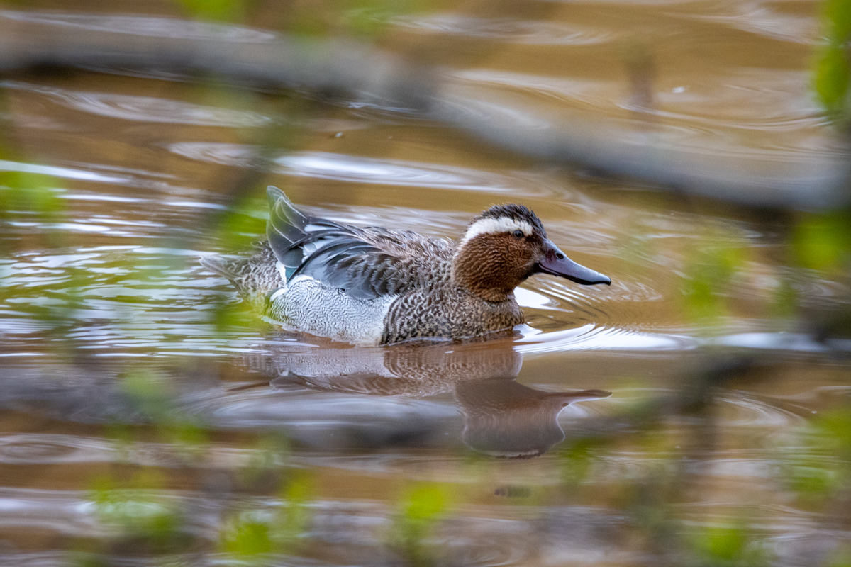 A rare wild garganey has been spotted at Paignton Zoo! 🦆
These unique dabbling ducks migrate to the UK for breeding season and only around 100 breeding pairs exist here. 
As a conservation charity, we're thrilled to provide safe havens for threatened species. #RareBirdSighting