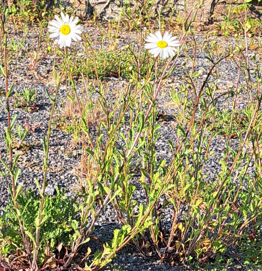 Con Keyes tweet media