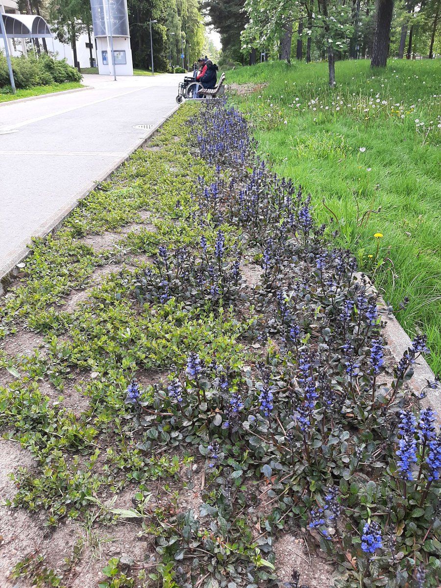 Kiitos <a href="/HelsinkiKymp/">Kaupunkiympäristö</a> että kuulette kaupunkilaisten toiveita ja kaunistatte kotiseutumme 🌱 Näyttää jo ihan erilaiselta kuin viime kesäkuussa 😊