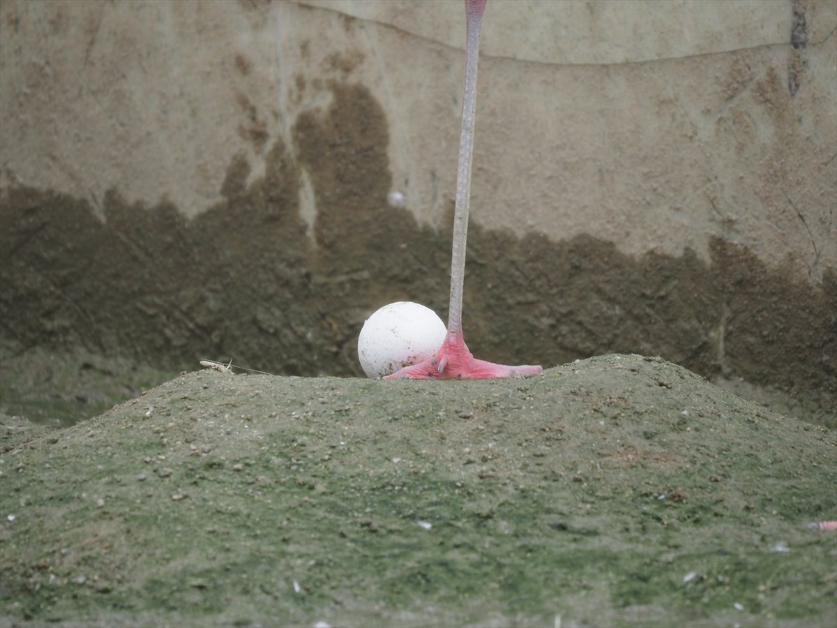 フラミンゴが繁殖シーズンを迎えています。巣作りの様子や立ち上がった際に卵が観察できます。

#京都市動物園 #kyotocityzoo #フラミンゴ #巣づくり #産卵 #抱卵 #flamingo #nestbuilding #Egglaying #incubation