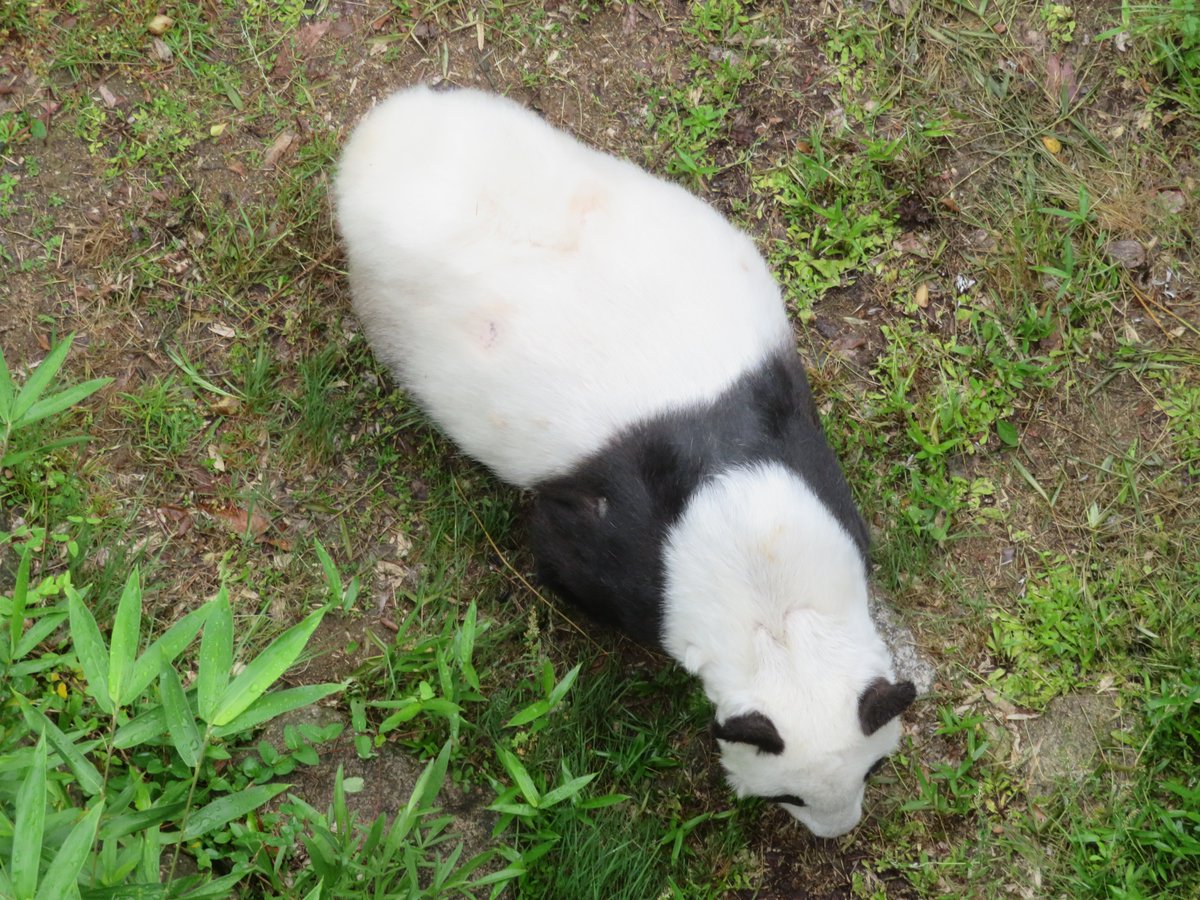 4日ぶり外

#本日は休園日なり #きょうのタンタン #王子動物園 #ジャイアントパンダ