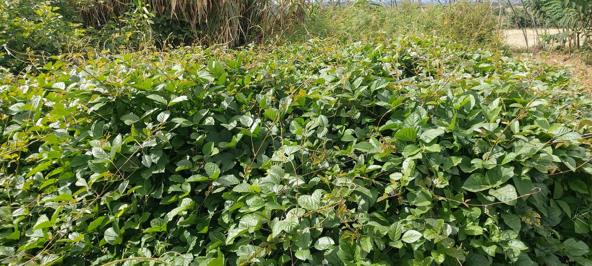 Canavalia sp. is a tropical forage legume that can withstand a prolonged dry period. Its root systems help to rehabilitate a degraded land like where there was a mining. Farmers can use the plant to restore fertility of their cropping land.