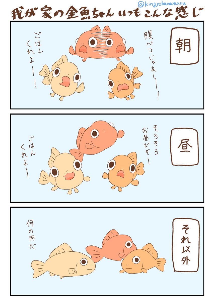 金魚ちゃんプロフ必読 専用 我が家の金魚ちゃん、 ゴハンの時間がよく分かっていらっしゃるようで