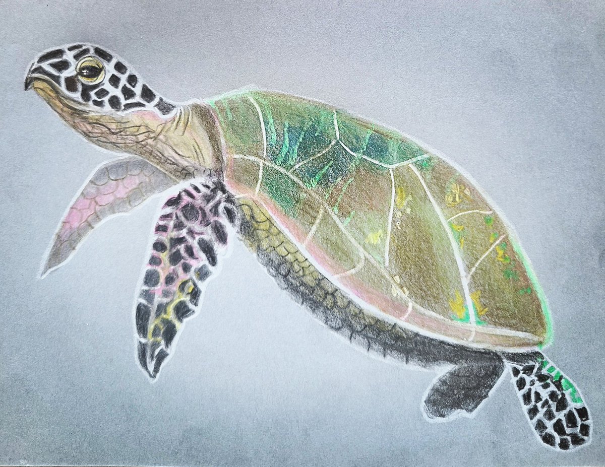 lisasmith2583's tweet photo. Little bit of sea turtle fun this morning.. Brings back some Maldives memories when swimming with sea turtles.... They are such beautiful creatures ❤️😍😍😍 #turtleart #turtle #myart #mydrawing #artoninstagram #mypractice #practice #pencilart #colorpencil #keepgoing #seaturtle https://t.co/fEODPqLTia