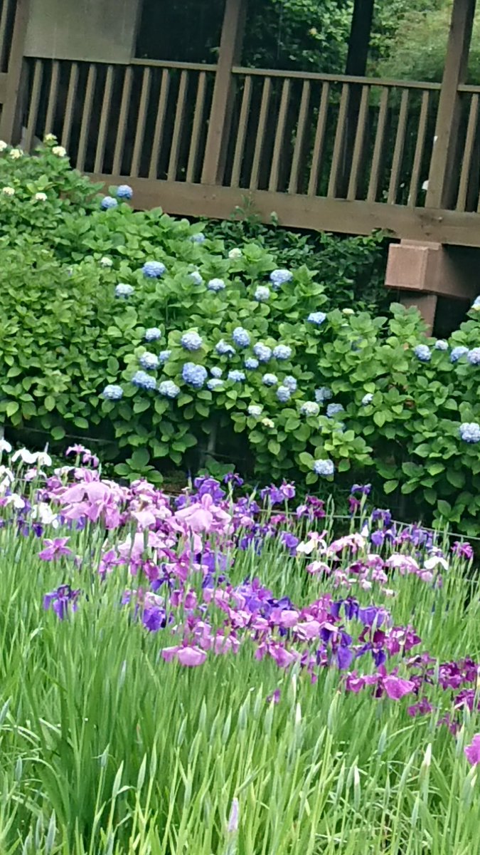 本土寺
紫陽花はまだ早かったが睡蓮、花菖蒲が美しかった
#本土寺 
#松戸市