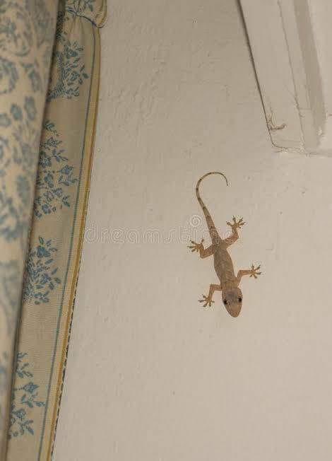 A baby crocodile is in my house. I need help please