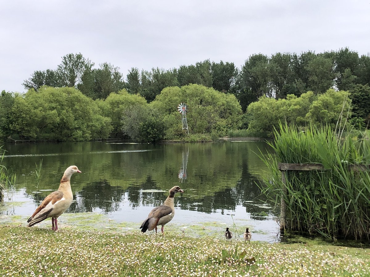 mdrakes1's tweet photo. Run 🏃‍♂️ #31 completed for #REDMay with 260/170km banked. 1224km so far for #RED2023. Two Egyptian geese goslings spotted in the @IngrebourneEWT this morning. @TeachersRunClub @WeAreERC @UKRunChat #wellbeing #ukrunchat #nikerunclub https://t.co/3nf0lLX4h7
