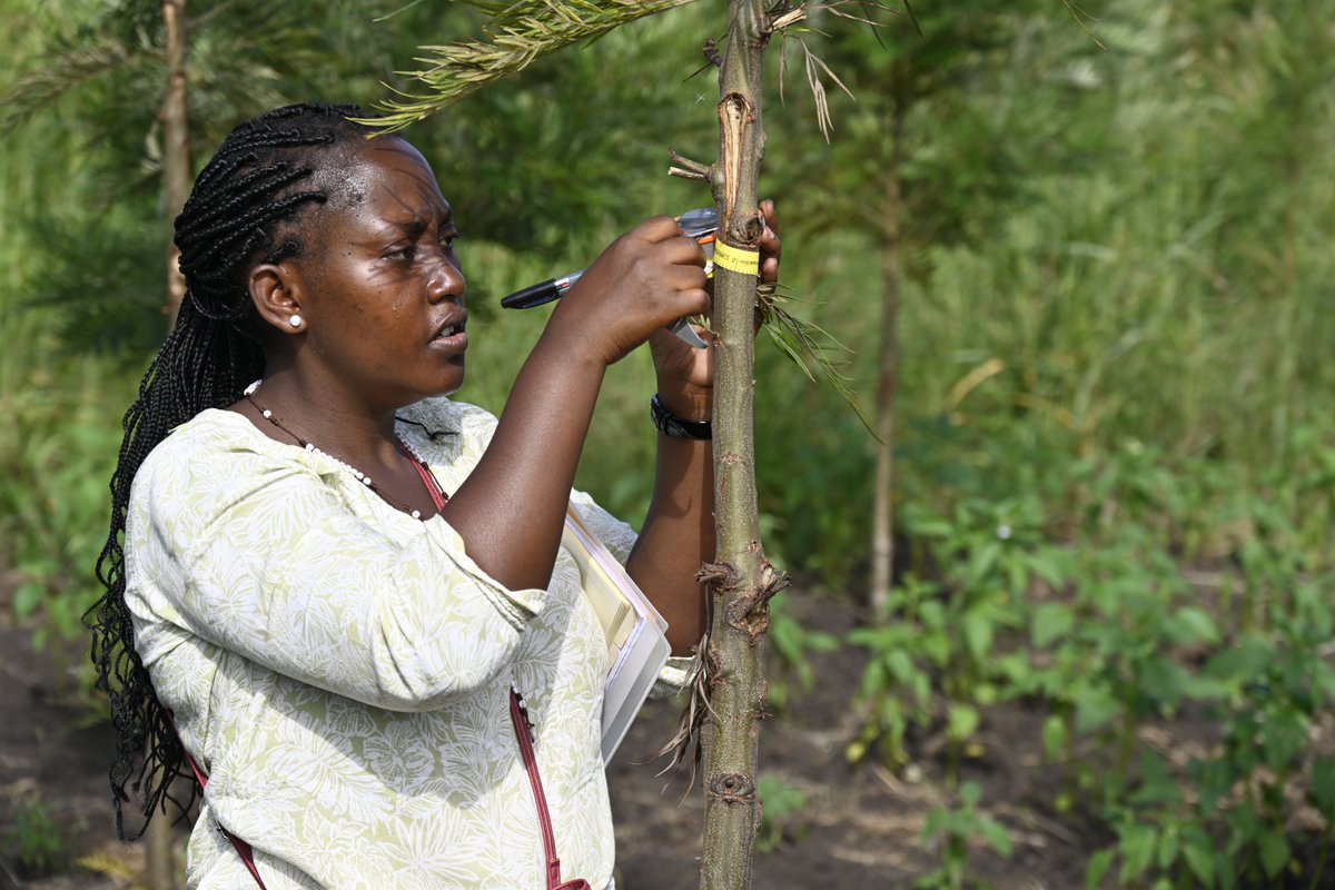 TREEO_one's tweet photo. Empower #tree growers, achieve net-zero goals, and regenerate the #Earth . TREEO brings value to communities, helping them thrive while fighting #ClimateChange. Join us in the mission to create a sustainable future. 🌱🌱🌱

#ClimateChange #CommunityPower #TREEO #ClimateAction https://t.co/Cg0rBuJpVZ