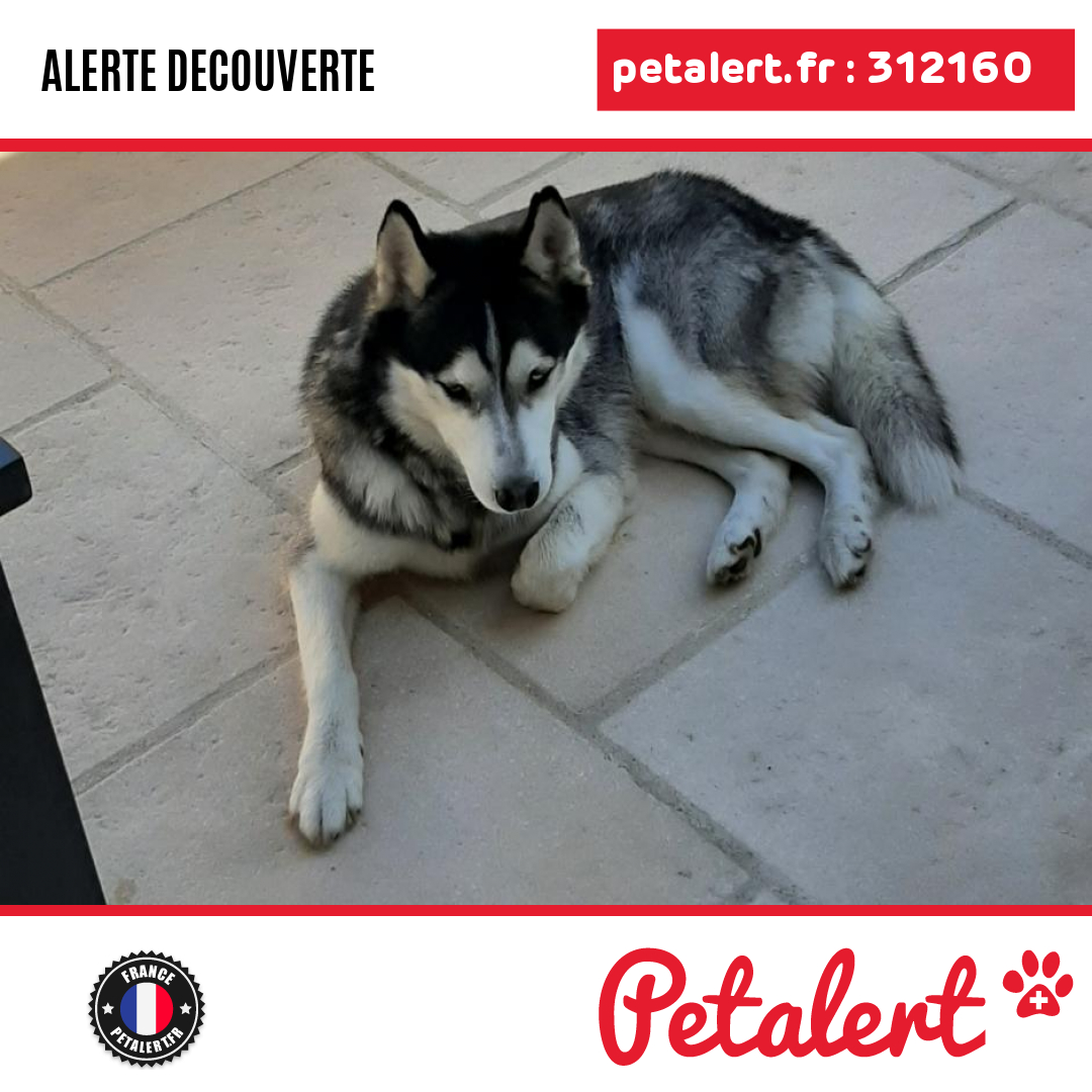 Trouvé #Chien #ValDOise #Parmain #Petalert  #PetAlert95 / p3t.co/SEgdA