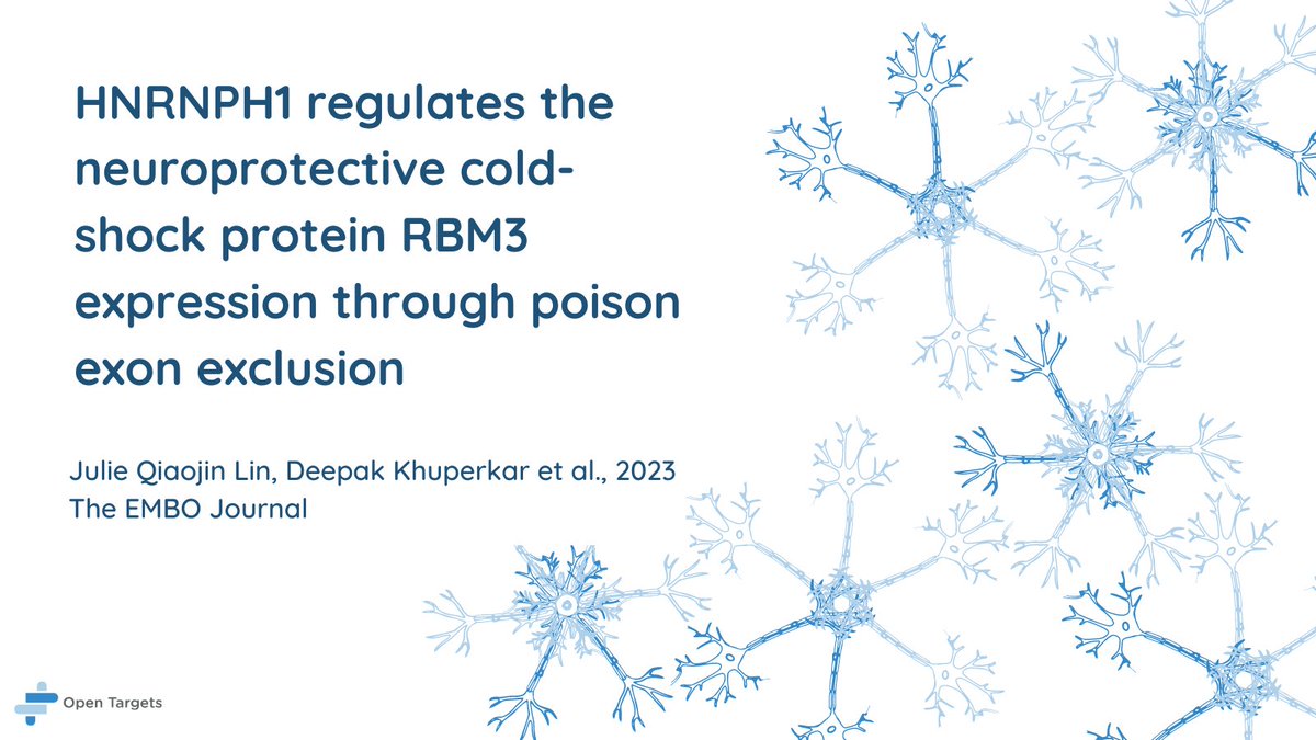 🚨 Hot off the press! A @UKDRI analysis of an Open Targets screen delves into the regulation of the RBM3 cold-shock protein, identifying HNRNPH1 as a potential neuroprotective target Congratulations to first authors @JulieQLin and @DeepakKhuperkar!