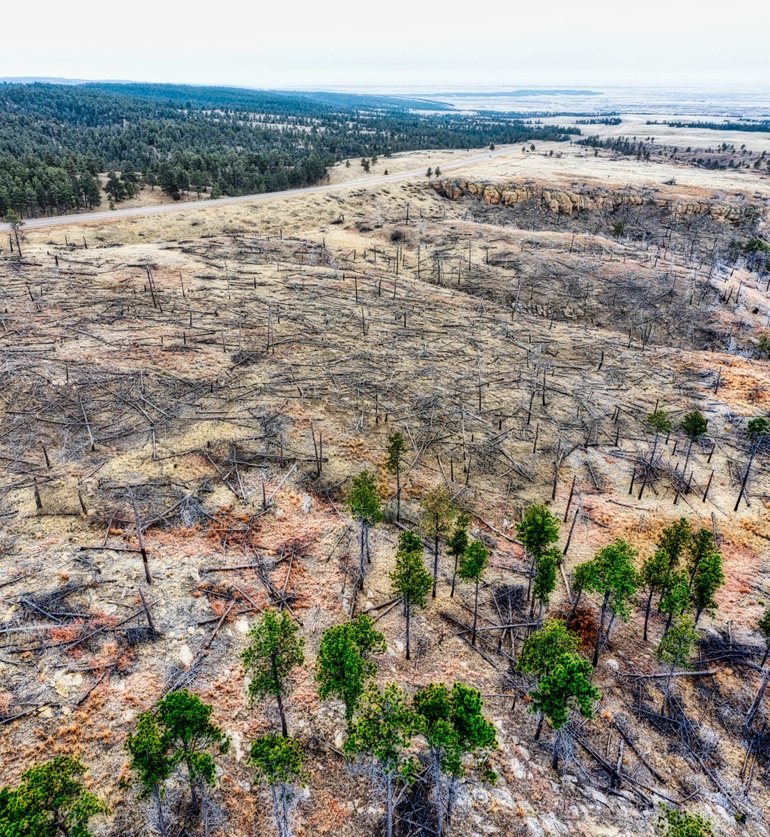 TuMundoBambu's tweet photo. 🌍 El #bambú es una solución natural para combatir la deforestación y el cambio climático. ¡Únete a nuestra comunidad y descubre cómo puedes marcar la diferencia! #CambioClimático #Reforestación #SolucionesNaturales https://t.co/6CEOhesxzg