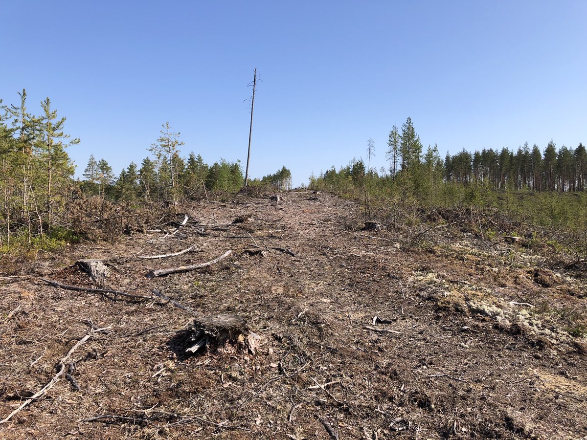 Meanwhile in Finland: logging in Natura2000 and Unesco GeoPark- island by UPM. Included in ”protected forests”-statistics. This is the ”sustainable” foresty model Finnish forest industry is calling for - creating sites for restoration instead of much needed conservation.