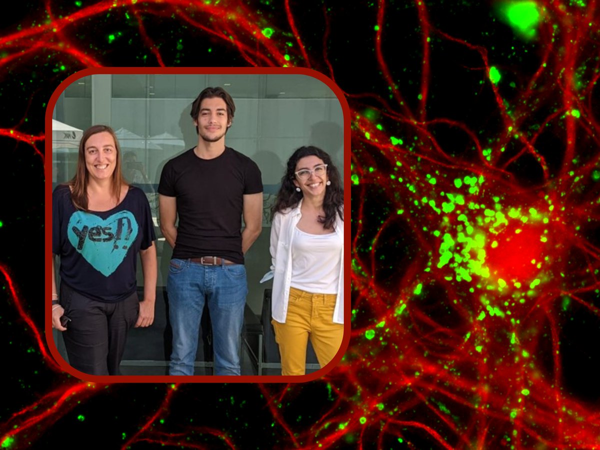 New #scicomm feature from #NMSResearch! 🔬🏛️

@CGAlmeidaG lab published @TrafficJournal an original article concerning the protection of ageing neurons through the acidification of specific cell components. 🧫🧠

Know more about this research 🤩👇
bit.ly/43wJv2K

1/🧵