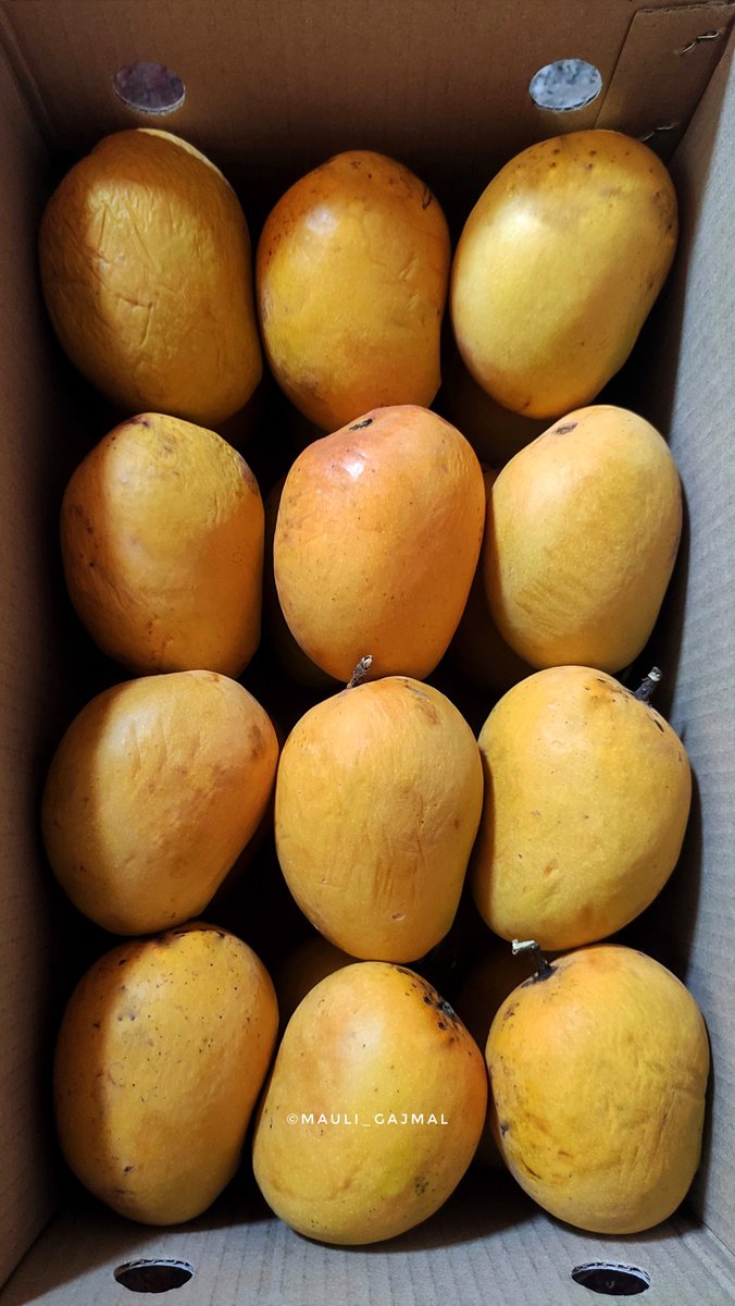 Mauli_Gajmal's tweet image. आमच्याकडे नैसर्गिक रित्या पिकवलेले रत्नागिरी हापूस आंबे मिळतील.

ठिकाण - बिबवेवाडी, पुणे

अधिक माहिती साठी संपर्क :
ज्ञानेश्वर - 8669160743