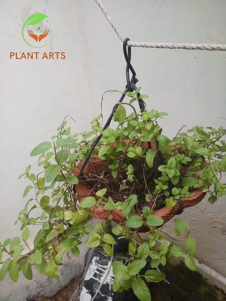 Plantarts4's tweet photo. https://t.co/59zBErO7PC