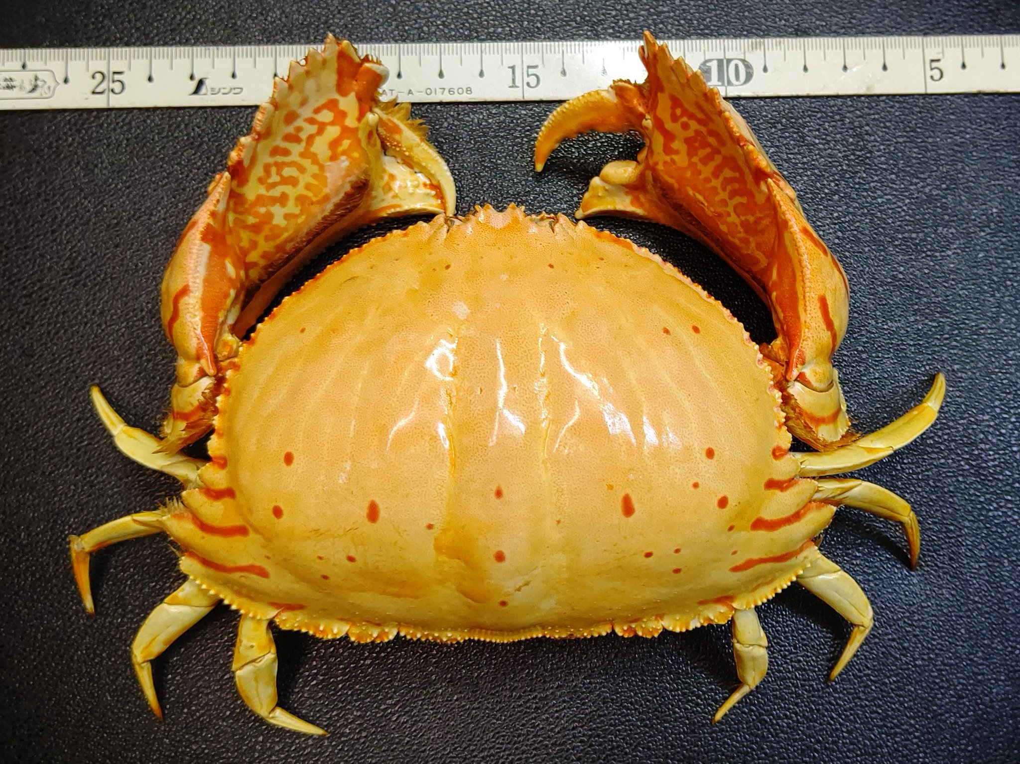 トラフカラッパ 蟹標本