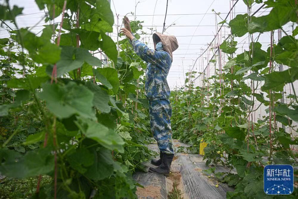 🥬🥬In recent years, Dongfang City has seen a thriving industry by establishing #vegetable bases through village-enterprise cooperation. This has not only created job opportunities for many villagers but has also enhanced their planting techniques.🥗🥗