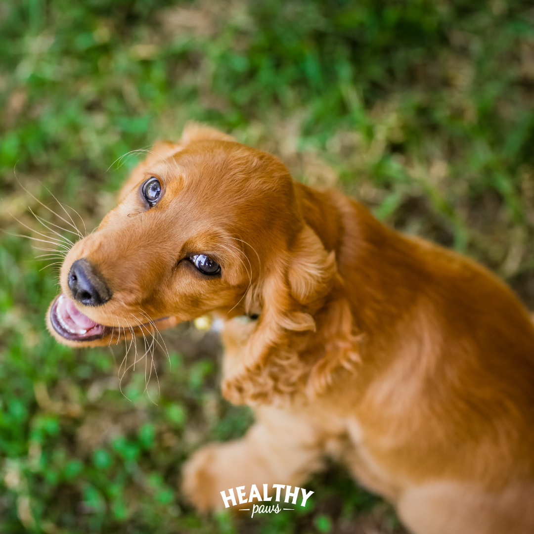 Healthy Paws premium dog food has crunchy kibble, which promotes good oral health in our dogs.
Kibble is an excellent way for your dog to keep their teeth and gums healthy and clean naturally! 🐶🦷✨
🛒 Shop Healthy Paws today ow.ly/qx7i50OpWgv