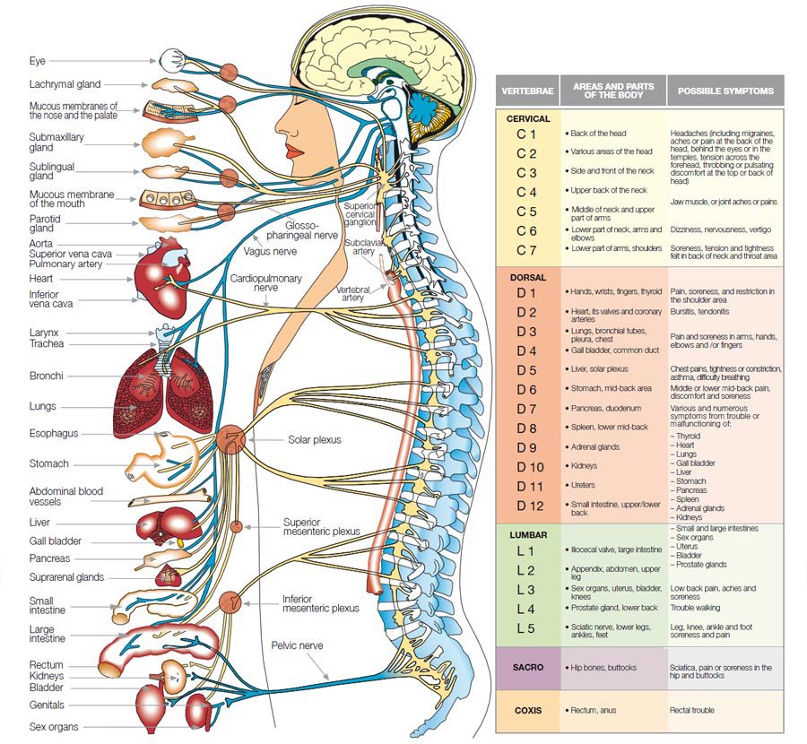 What Does Your Central Nervous System Do?

Source: Redcliffe Wellness Centre

#MedTwitter